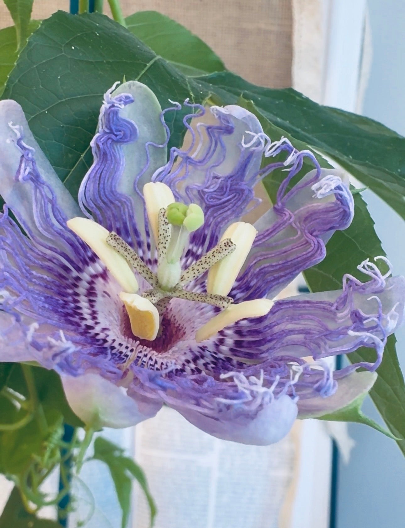 The Meaning Behind the Passionflower — And Why I Grow My Own
