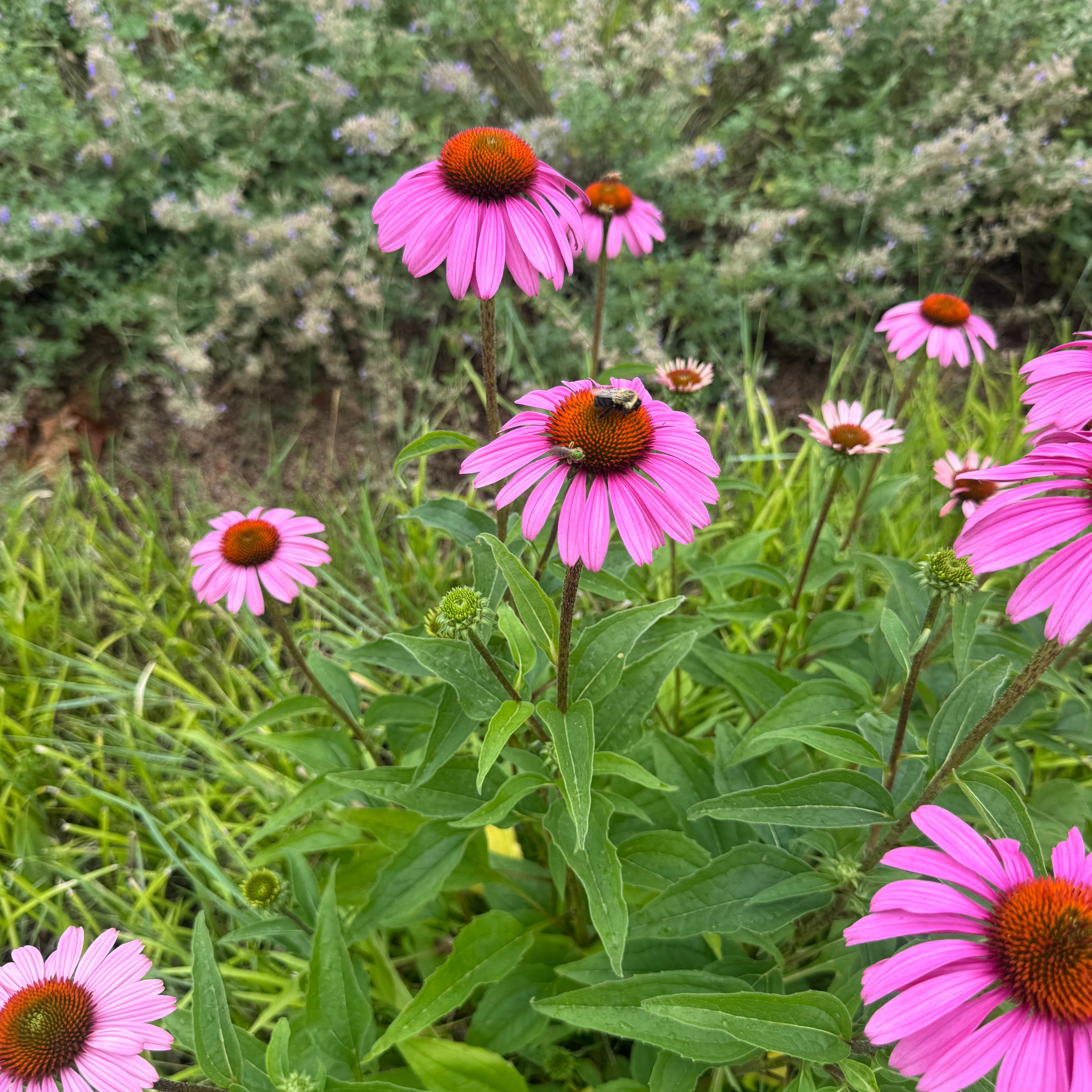 Pink coneflowers with orange-brown centers growing among green leaves outdoors, with a blurred natural background.